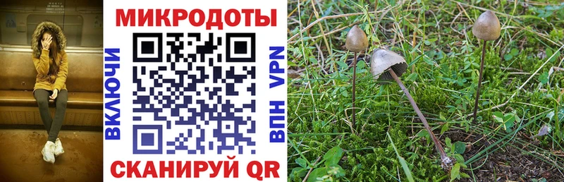 Псилоцибиновые грибы Cubensis  Грозный 